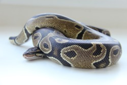 snakesonaplate:  Some photo shenanigans with