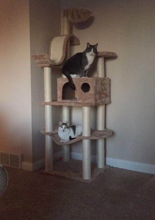 I think the kitties like their Christmas present (submitted by @wewilltry-again)