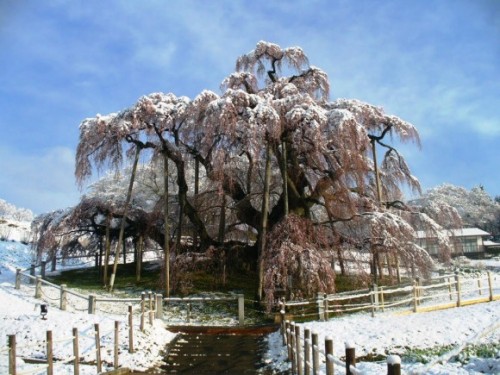 Porn ryandonato:  When it snows it blossoms photos