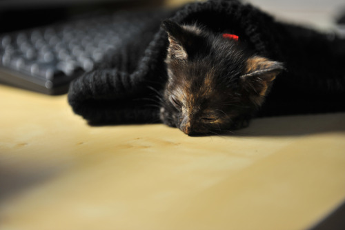 catsbeaversandducks: Chinese Photographer Finds An Adorable Tortie Stray She’s so tiny and cut