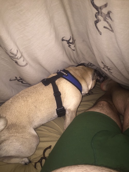 Porn photo Picked up my pug when I got back into town