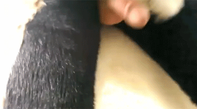 swifthusky:  thesithfuhrer:  fuckyeahmurrsuiting:      Huskies In The Woods  Oh thank