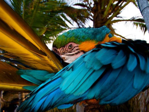 Take a peek at this macaw on Margarita Island, Venezuela.
Photograph by Arianna Arteaga, National Geographic Your Shot