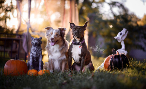handsomedogs:Handsomedogs’ Photography Contest XIIIFINAL ROUNDHere are your finalists!! These are th