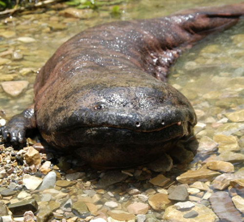 ainawgsd:The hellbender (Cryptobranchus alleganiensis) is a species of aquatic giant salamander ende