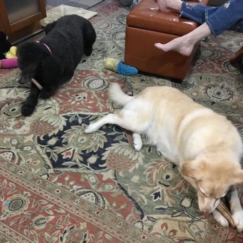 The girls enjoying new elk #antlers #dogchews from @theantlerboxdogchews ! Honey bogarted both antle