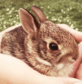balfie:  The things i love most | Bunnies 