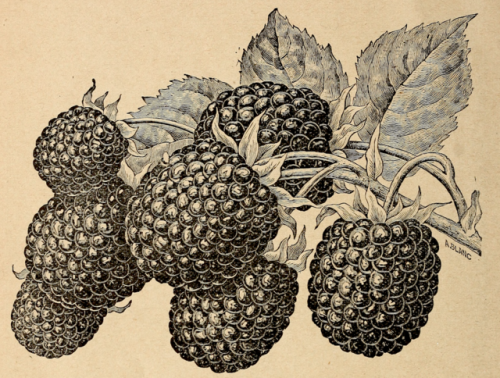 nemfrog:Blackberries. Catalogue of fancy fruit. 1899.