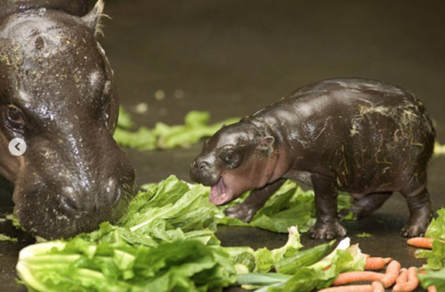 babyanimalgifs:  These baby hippos will make porn pictures