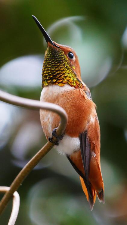 🔥 Gorgeous colors of a hummingbird OC #naturezem#nature#photography#naturephotography#naturelovers#art#photo#photographer