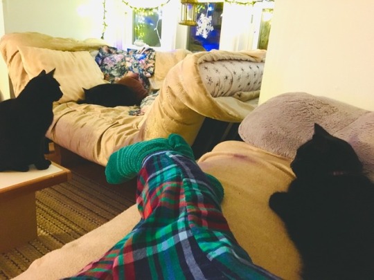 seasonallydefective: Things my neighbors can probably hear me yelling several times a day: • “Why are you like this?” • [in a bad Russian accent] “Kyet … kyet dunt do thyet … kyet plz stop …” • “Stop kitten in the way!” • “Saulė