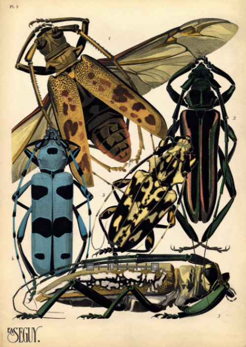 E. A. Seguy, Insectes, 1920s. Pochoir print, France. Insectes &amp; Papillons online via NCSU Librar