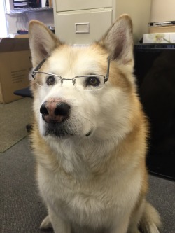 awwww-cute:  My dog gets to come to work with me now