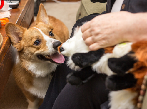 otisthecorgi:  New Fox Day is a very important day on the FrogDog’s calendar. 