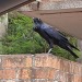 voidbirds:Watch this Raven have a crisis with me 