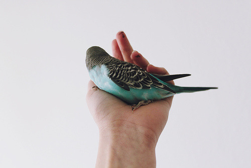 vivende:
“ decembres:
“ bluelacelove:
“ Puck
”
Omg this is my photo with my budgie on it why is this only credited as puck LOL
”
can i have your budgie?
”