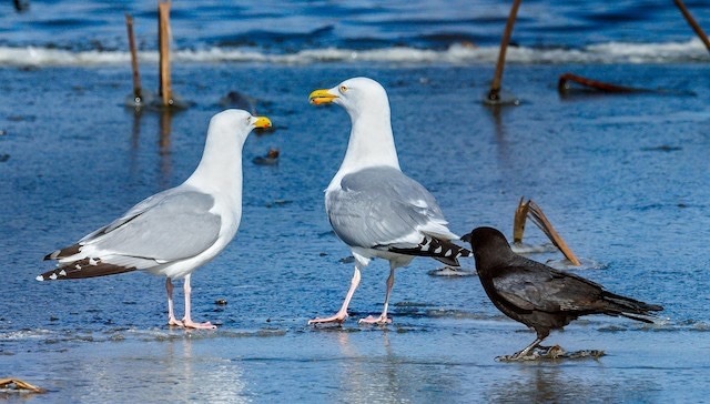 buggybird:todaysbird:  i really like when crows just insert themselves into a group