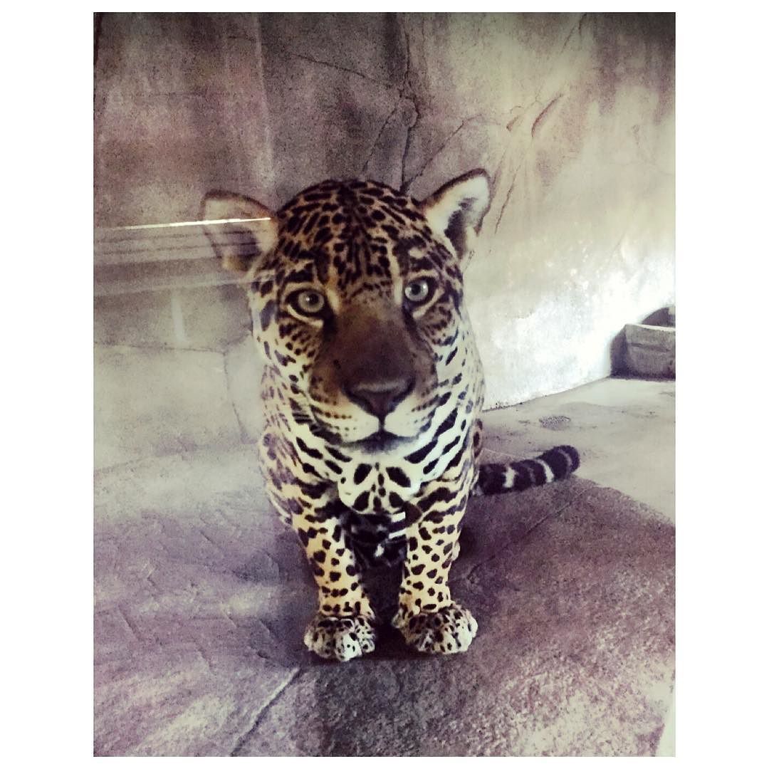 My favorite kitty that lives at the San Diego zoo 😻 by hollywoodcensored