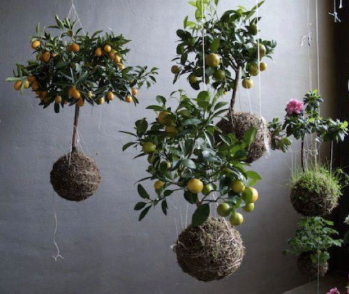 accras:Build Your Own String Garden in 7 StepsKokedama are made by transferring your plant out of it