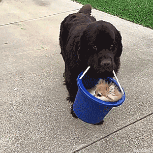 basinke:thenatsdorf:Newfie carries his little pom pal around in a bucket. [full video]“Once, w