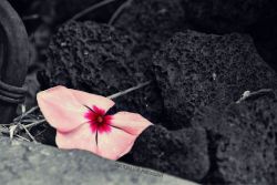 shattered-lens-photography:  Taken after a short rainstorm. http://shattered-lens-photography.tumblr.com 