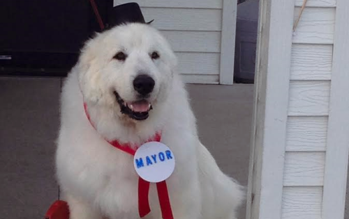 goodinthestacks:cootiebanini:This dog is the mayor of a town in Minnesota.i’m moving here