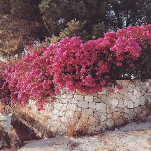 florealegiardini: Bougainvillea dream ~ mlle_arnaud_des_jardins