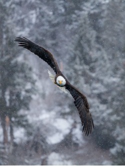 funkysafari:  American bald eagle in flight
