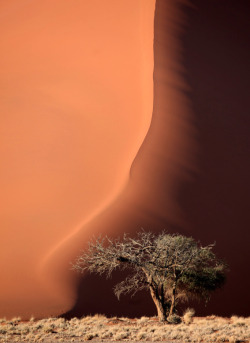 nirvanas-xanadu:  seafarers: Tree in Namib by Marcel Staron