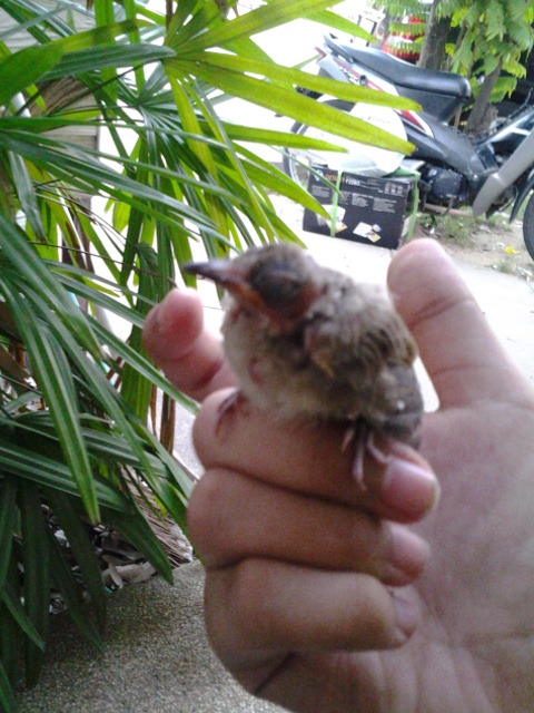 I found this lost baby bird, it seem to fallen off its nest. There were a lot of dog’s nearby,