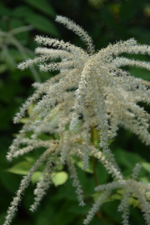 garden plants