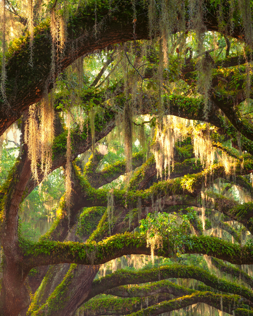 Spanish Moss, Charleston SC