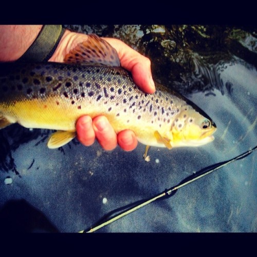 flyfishingpodcast:  #fish#River#Fishing#FlyFishing#Trout#Flytying#Browntrout#Water#Dryfly#flies