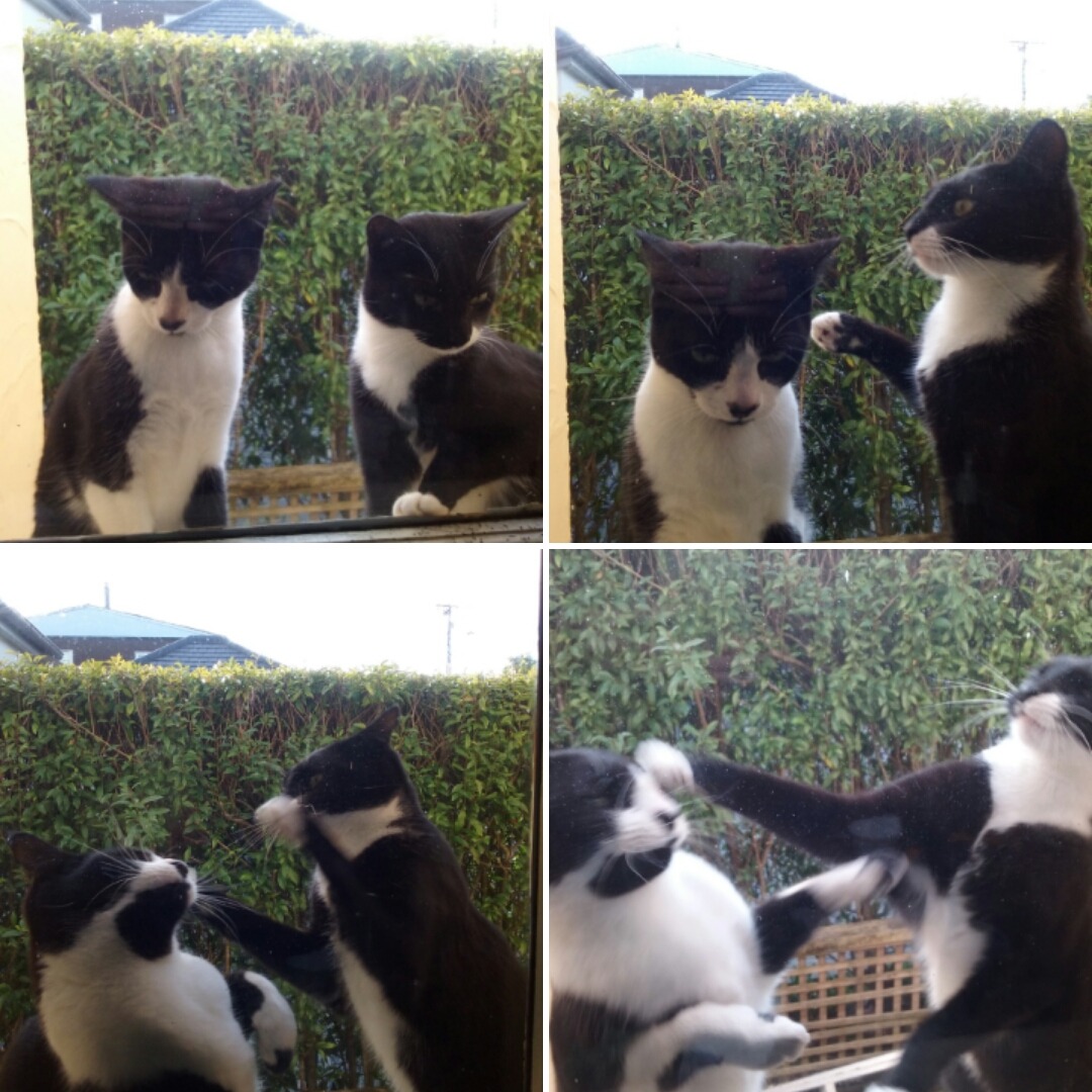 awwww-cute:  Mum tried to send me some nice photos of the cats (Source: http://ift.tt/2vyA3z8)