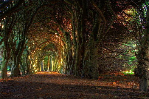 elvenforestworld: Fairytale tree tunnel