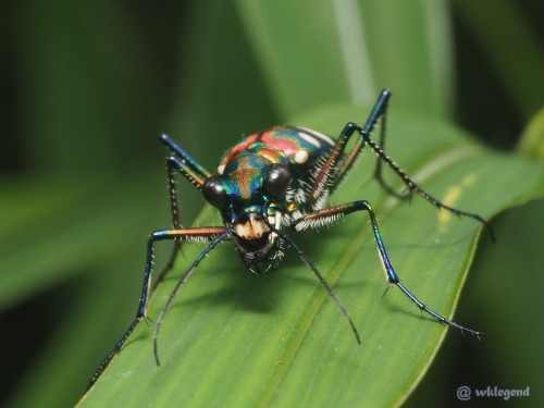 onenicebugperday: Golden-spotted or blue-spotted tiger beetle, Cicindela aurulenta, CarabidaeLi