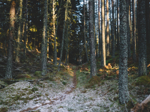 Morning forest wanderings in the Highlands