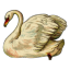 aphrodti