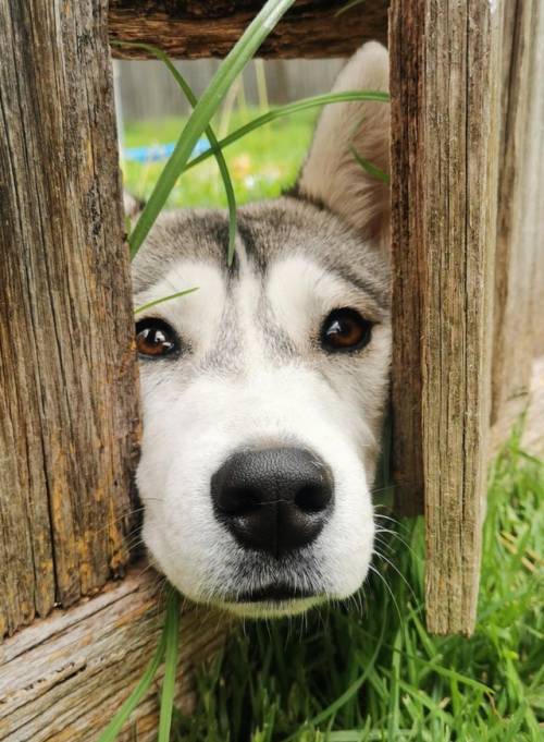 everythingfox: “My neighbour’s dog peaking through the fence to say hello”(Source)