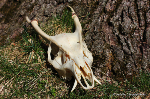 One of my favorite skulls in my collection, this is a Reeves&rsquo; muntjac (Muntiacus reevesi).  I 