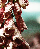 malfoygrangers:  ↪ [9/9] screencaps of scenery                        