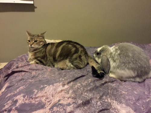 pangur-and-grim:Chiefcake is making some (reluctant) friends