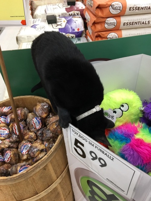 tinysaurus-rex:We went to the hardware store and one of their mouser cats came to help us shop