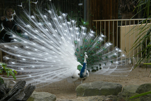 jeffreymann:Piebald Peacock.This is a piebald peacock: a result of a genetic mutation. Imperfect thi