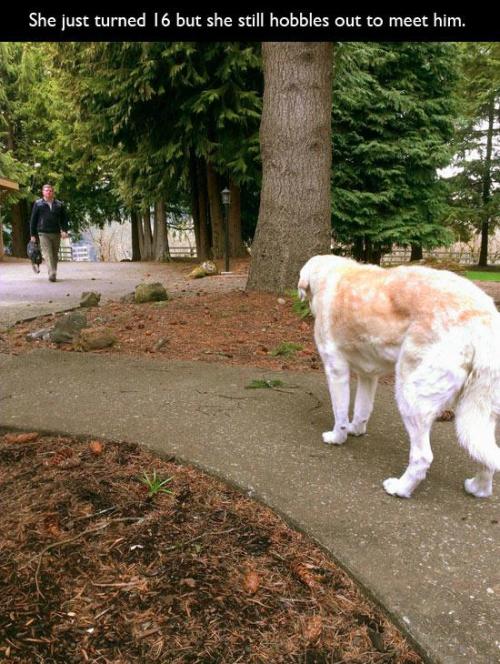 howthehoolychillz: pleatedjeans: This is Why We Have Dogs (22 Pics) I’m going to fucking cry.