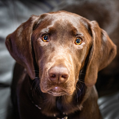 King at 7 Months by Sharky.pics King, my Chocolate Labrador Retriever at 7 months old. flic.