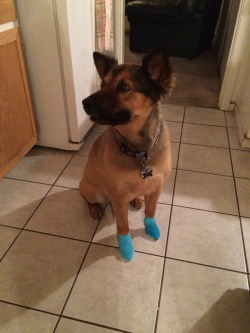 actualdogvines:  my dog had to wear socks