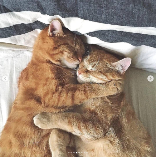 justcatposts: So much love  via @anyagrapes