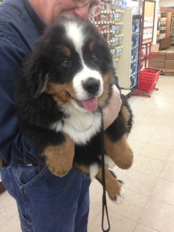 awwww-cute:  my co-workers new bernese mountain dog imported from Poland two days ago 