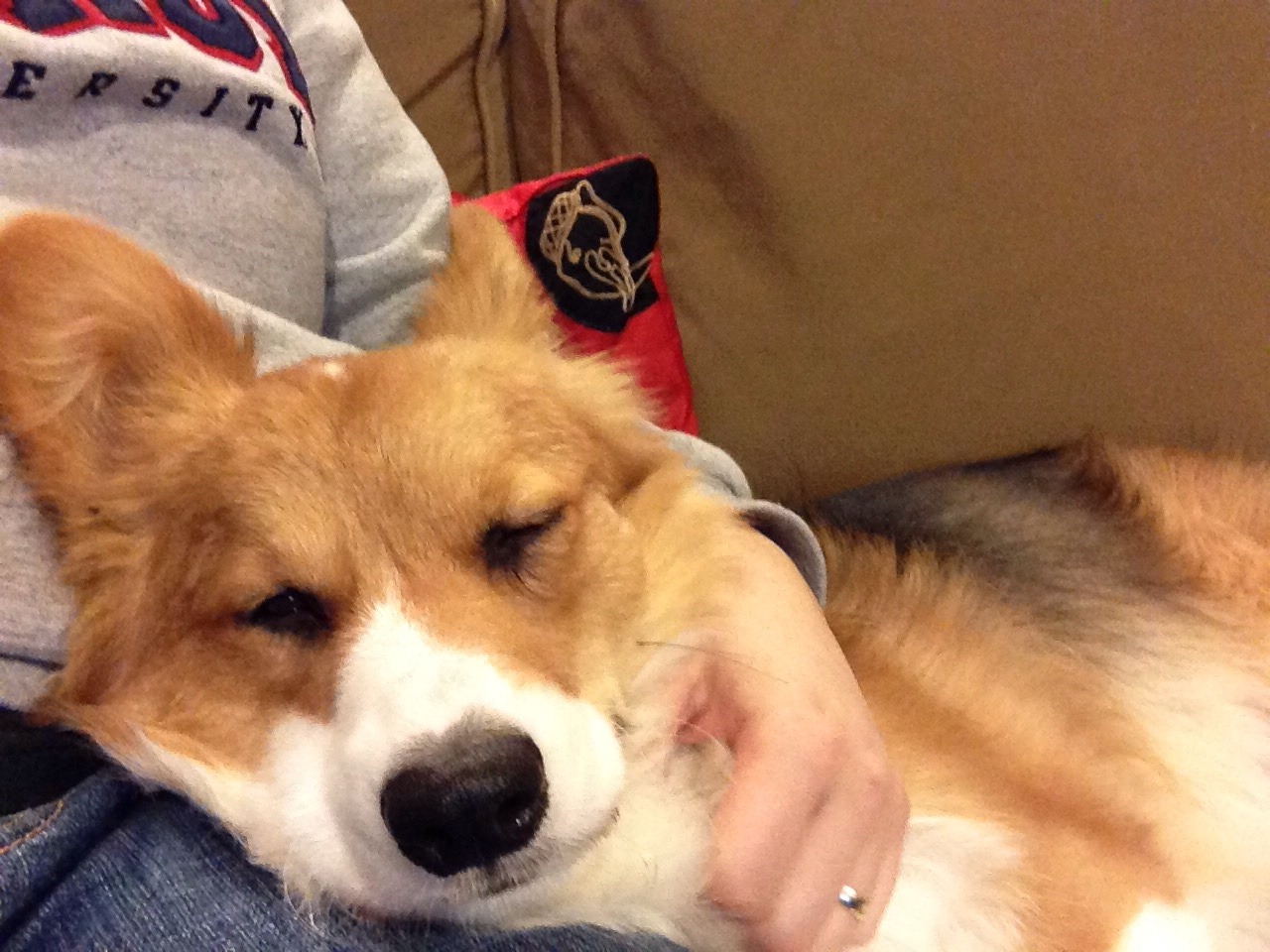archerthecorgi:  Someone is being very snuggly.